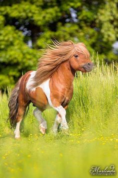 a brown and white horse running through tall grass