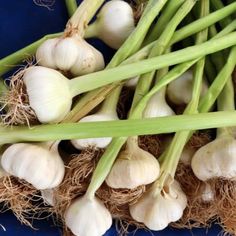 several bulbs of garlic on a blue plate