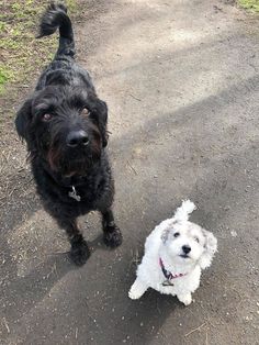 two small dogs standing next to each other on a dirt road