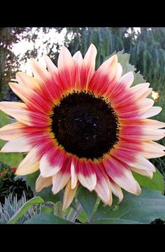 a large sunflower with red and yellow petals in the middle of it's bloom