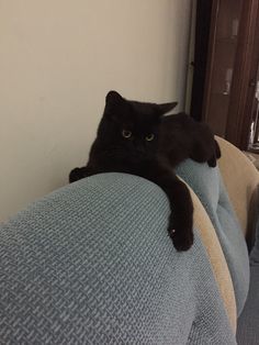 a black cat laying on the back of a couch