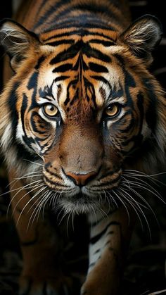 a close up of a tiger's face on a black background