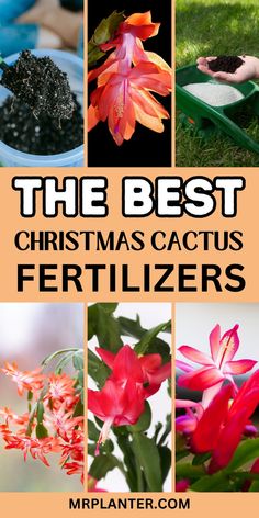 Healthy Christmas cactus with rich green leaves and buds, Succulent fertilizer, indoor plant food, Christmas cactus tips Christmas Cactus Care, Christmas Cactus Plant, Plant Tips, Cactus Care, Christmas Cactus, Cactus Plant, Vibrant Flowers, About Christmas, Vibrant Flower