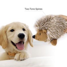 a dog is playing with a hedgehog on a white background and the caption says, two - tone spheres