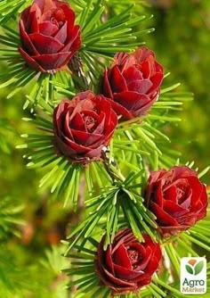 three red flowers are growing on a pine tree