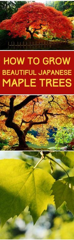 three different images with the words how to grow beautiful japanese maple trees in red and green