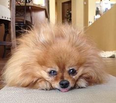 a small brown dog laying on top of a couch