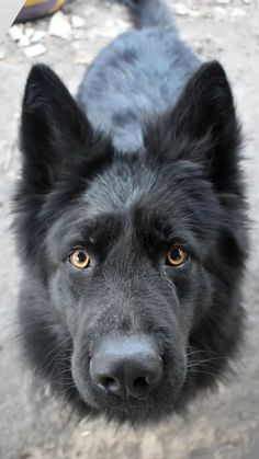 a black dog looking up at the camera