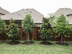 four trees planted in the middle of a yard next to a wooden fence and house