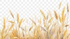 an artistic watercolor painting of wheat in the field, hd png and psd