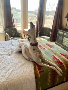 a white dog laying on top of a bed next to a window in a bedroom