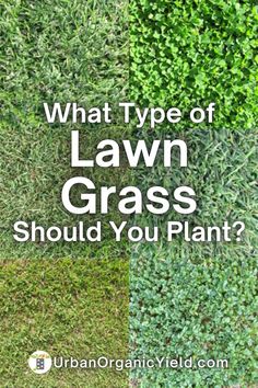 what type of lawn grass should you plant?