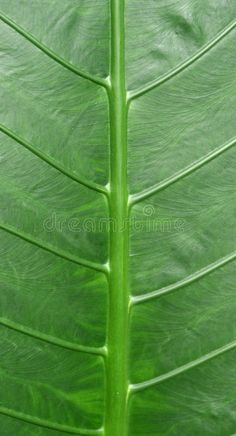 the underside of a green leaf