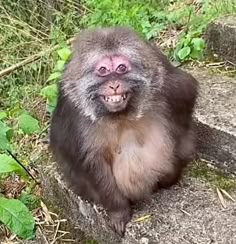 a monkey sitting on the ground with its mouth open