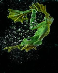 two green plants floating in the water on a black background, with bubbles coming from them