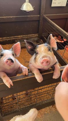 two small pigs sitting inside of a caged in area with their hands on the bars