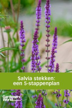 Veel onscherp groen en paarse rechtopstaande bloemen van salvia, een plant die je goed kunt stekken aan het eind van de zomer. Gardeners World, Little Garden, Herbs, Green