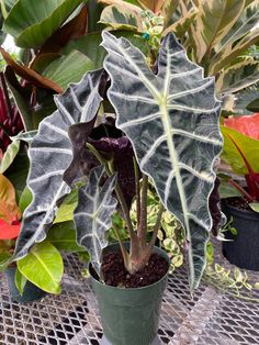 a large leafy plant sitting on top of a metal table next to potted plants