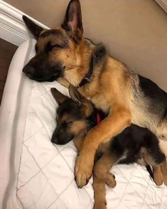 two german shepherd puppies sleeping on top of a white bed with their heads resting on each other