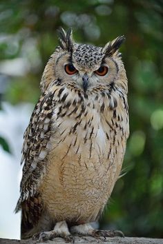 an owl sitting on top of a tree branch with its eyes wide open and looking at the camera