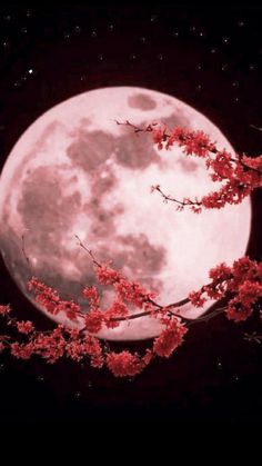 the full moon with red flowers on it's branches in front of a black background