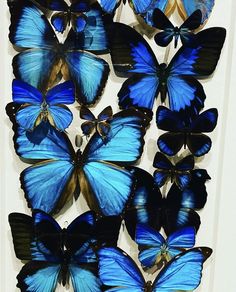 a group of blue butterflies sitting next to each other on a white wall mounted in a room