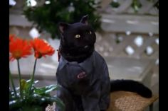 a black cat sitting on top of a wooden bench next to orange and white flowers