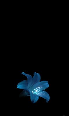 a blue flower in the dark on a black background