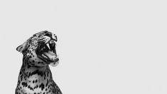 a black and white photo of a cheetah with it's mouth open