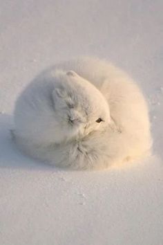 a small white kitten curled up in the snow with its head resting on it's side