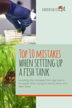 New to the fish keeping hobby? Check out these 10 mistakes that are commonly made when setting up a fish tank. Avoiding these will make your life so much easier in the long run! #fishtank #aquarium #fishkeeping