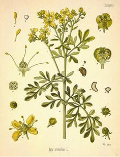 an antique botanical illustration of yellow flowers and leaves