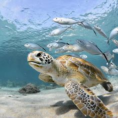 a sea turtle swimming in the ocean with fish around it and looking for food to eat