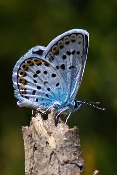 a blue butterfly sitting on top of a tree branch