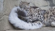 two baby snow leopards playing with each other