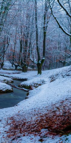 a stream running through a snow covered forest