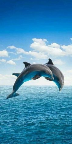 two dolphins are jumping out of the water to catch some air in front of them