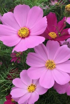 pink flowers are blooming in the garden