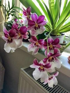 purple and white orchids in a window sill