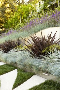 an outdoor garden with grass and purple flowers