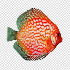 a red and white discus fish on a white background, hd png downloads