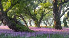 purple flowers are growing in the grass near trees and benches on a path between two large, leafy trees