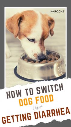 Do you have to change dog food? There are many explanations why you would want (or need) a new dog food. Whatever it is, you must do it properly so it doesn’t cause diarrhea. Here’s how! Soft Diet, Dog Bread, Food Intolerance, Dog Health Care, New Dog, Healthy Dog Treats