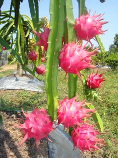 Dragon fruit plant Dragonfruit Tree, Plant Dragon, Dragon Drink, Naga Dragon, Dragon Fruits, Dragon Fruit Plant, Buah Naga, Thanh Long