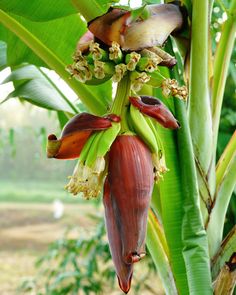 a banana tree with flowers growing on it