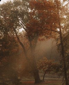 the sun is shining through the trees in the park on a foggy autumn day