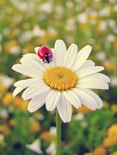 a ladybug sitting on top of a white flower with yellow flowers in the background