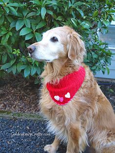 a golden retriever dog wearing a red knitted heart collar sitting in front of some bushes