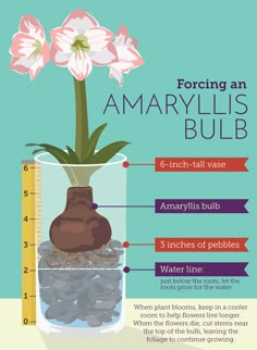 the anatomy of an amaryllis bulb in a glass vase with rocks and water