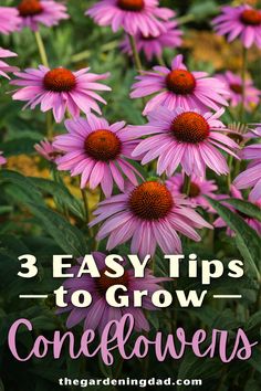 purple flowers with the words 3 easy tips to grow coneflowers